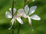 White Gaura Whirling Butterflies