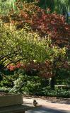 Willow, Dogwood, Crab Apple Tree Foliage with a Squirrel