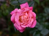 Chicago Peace Rose