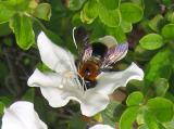 Bee  on a White Azalea Blossom