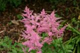 Astilbe