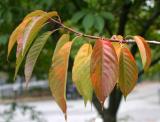 Cherry Tree Foliage