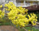 Dogwood Cornus Mas or Cherry Yellow Bush Branch