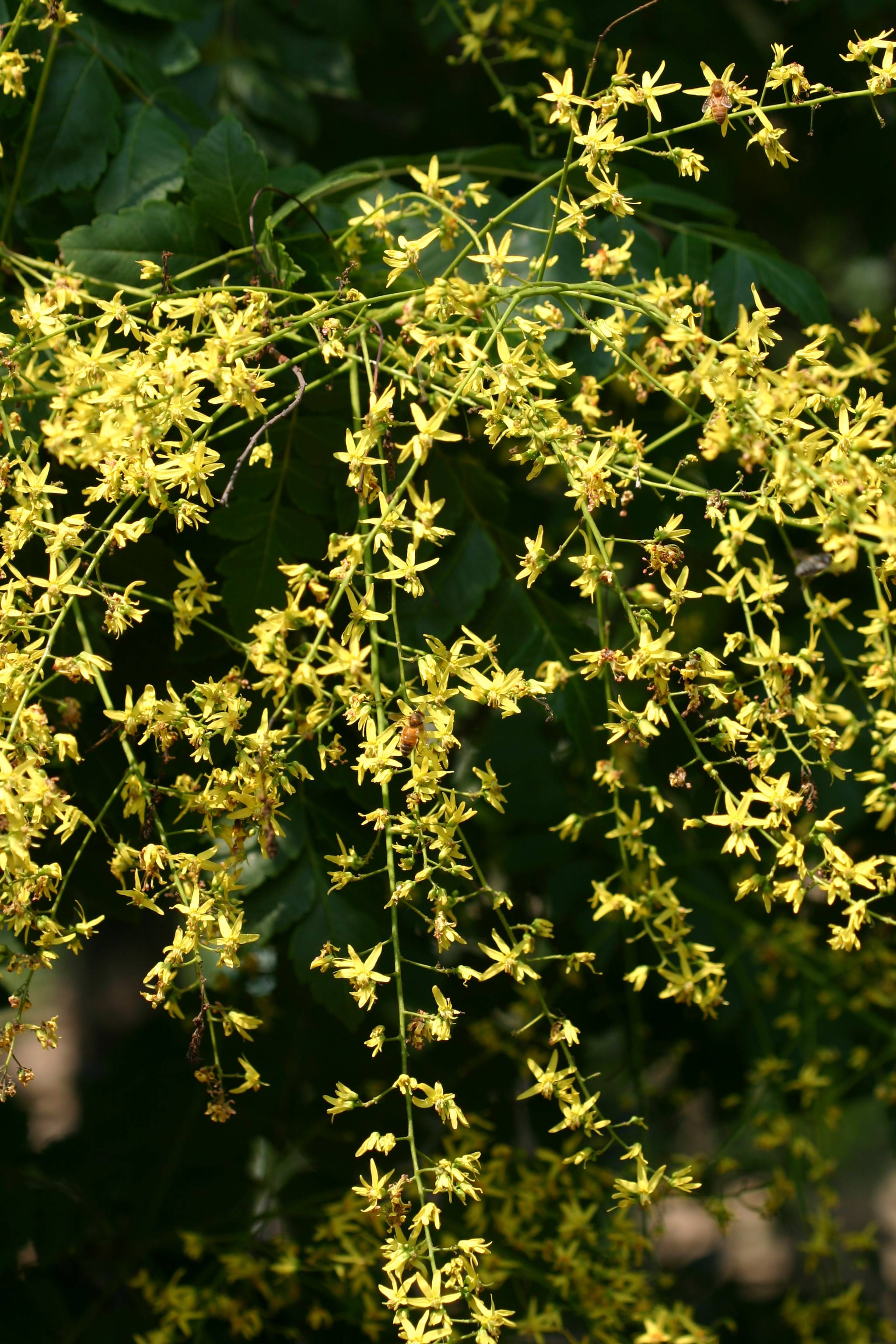 Golden Rain Tree Blossoms