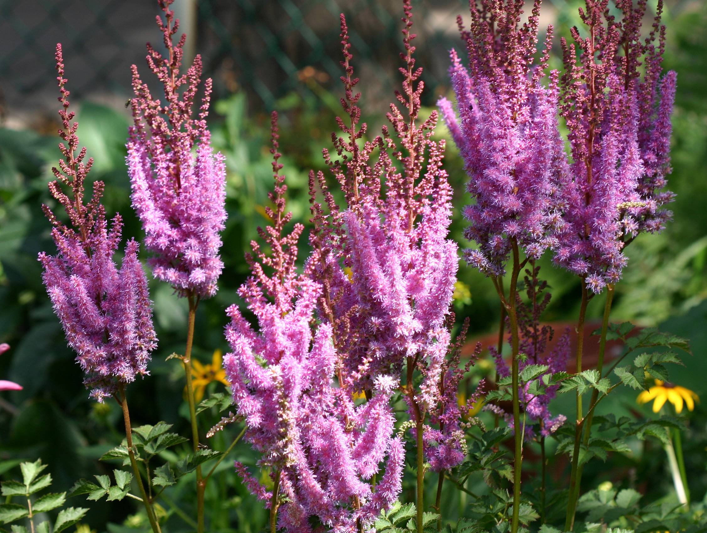 Astilbe LPCG