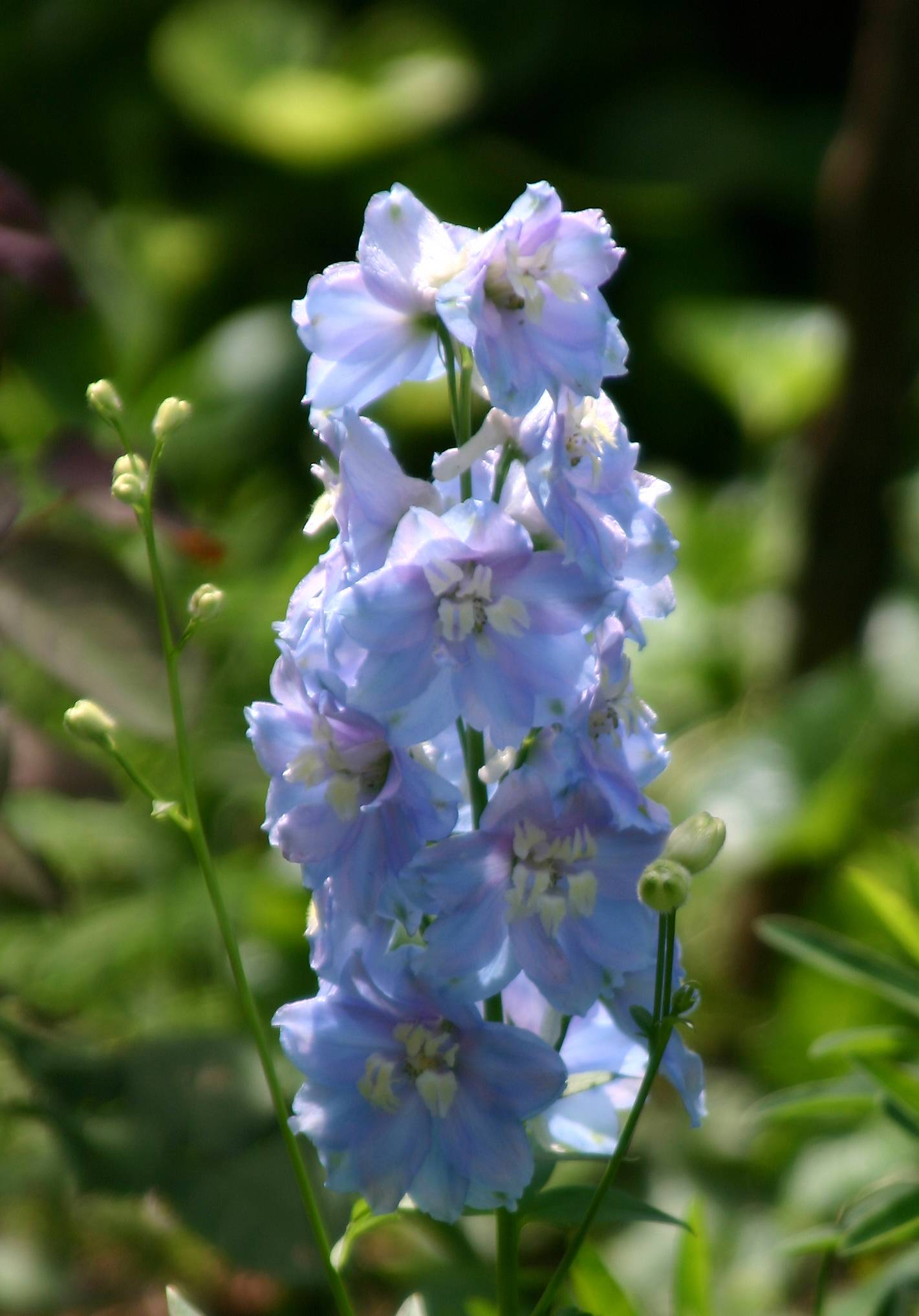 Delphinium 