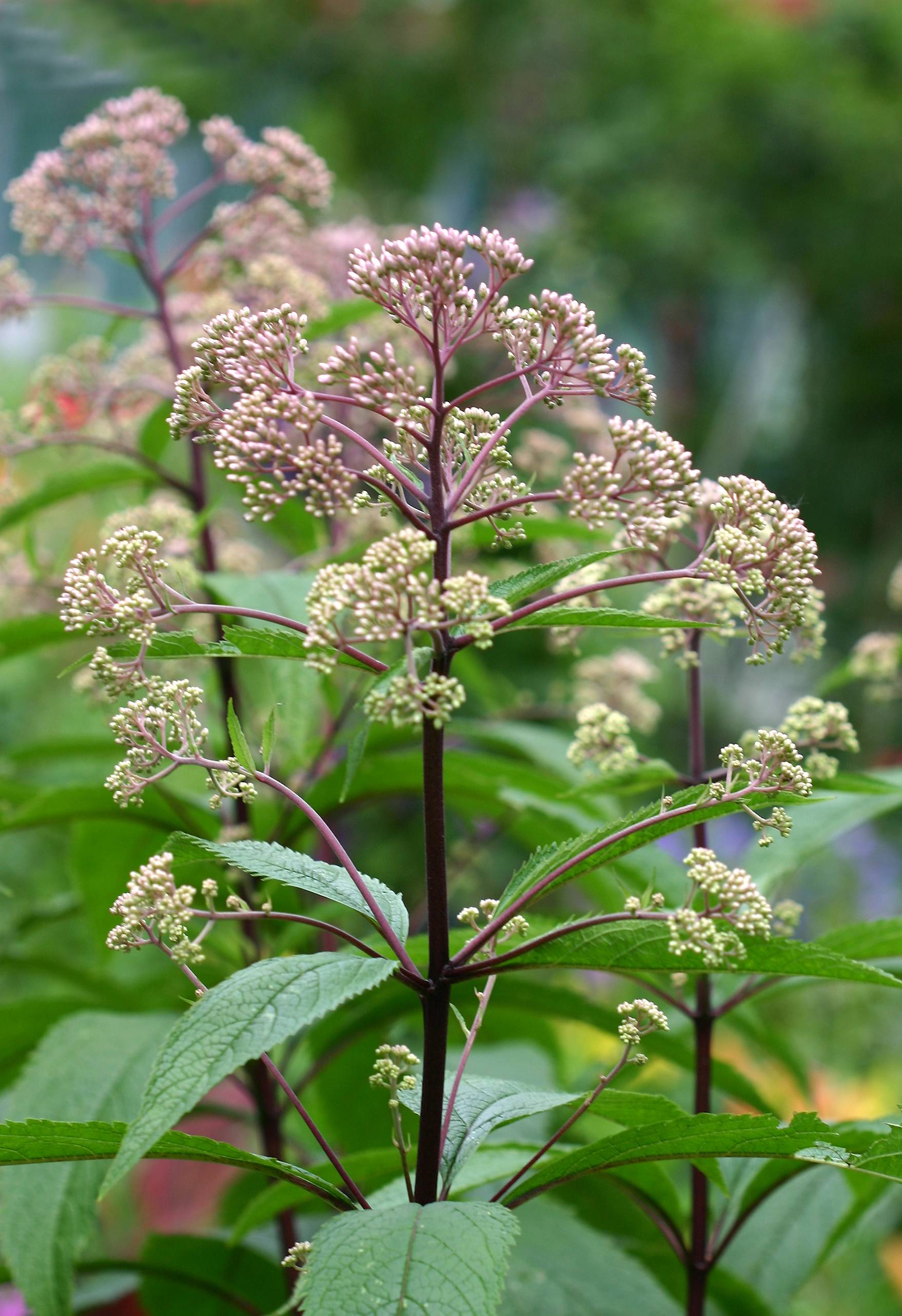 Eupatorium -  Indian Sage or Boneset