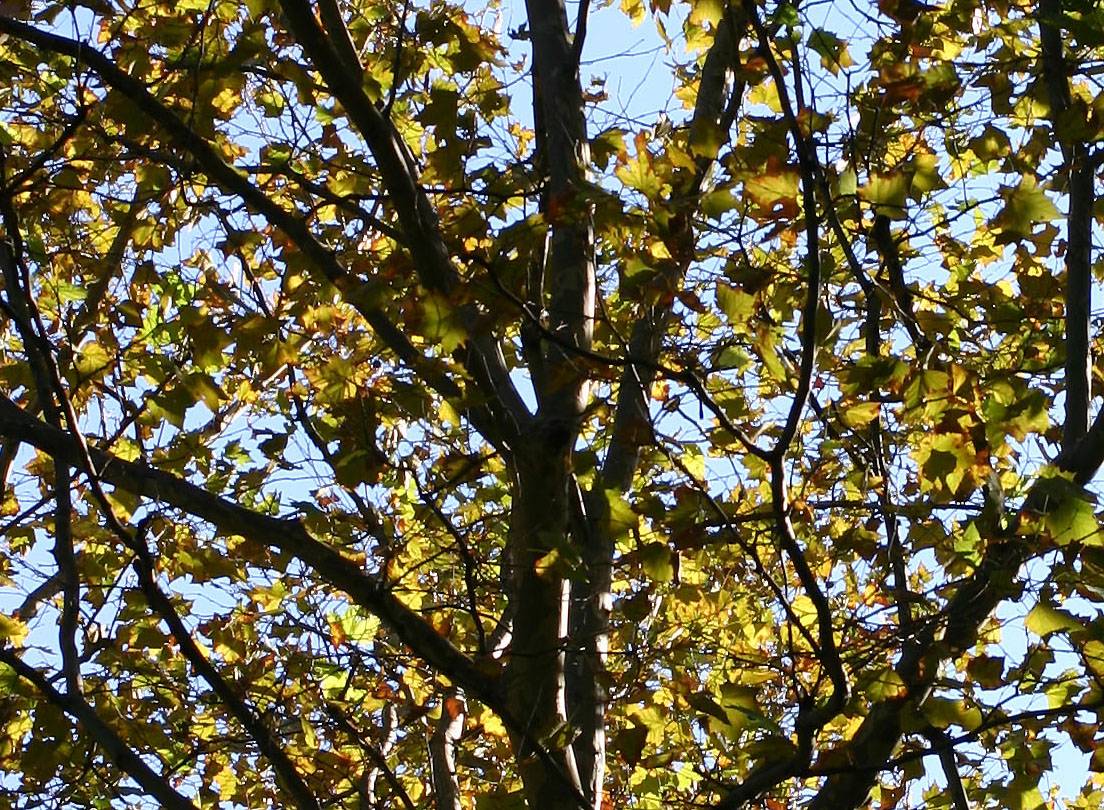 Sycamore Foliage