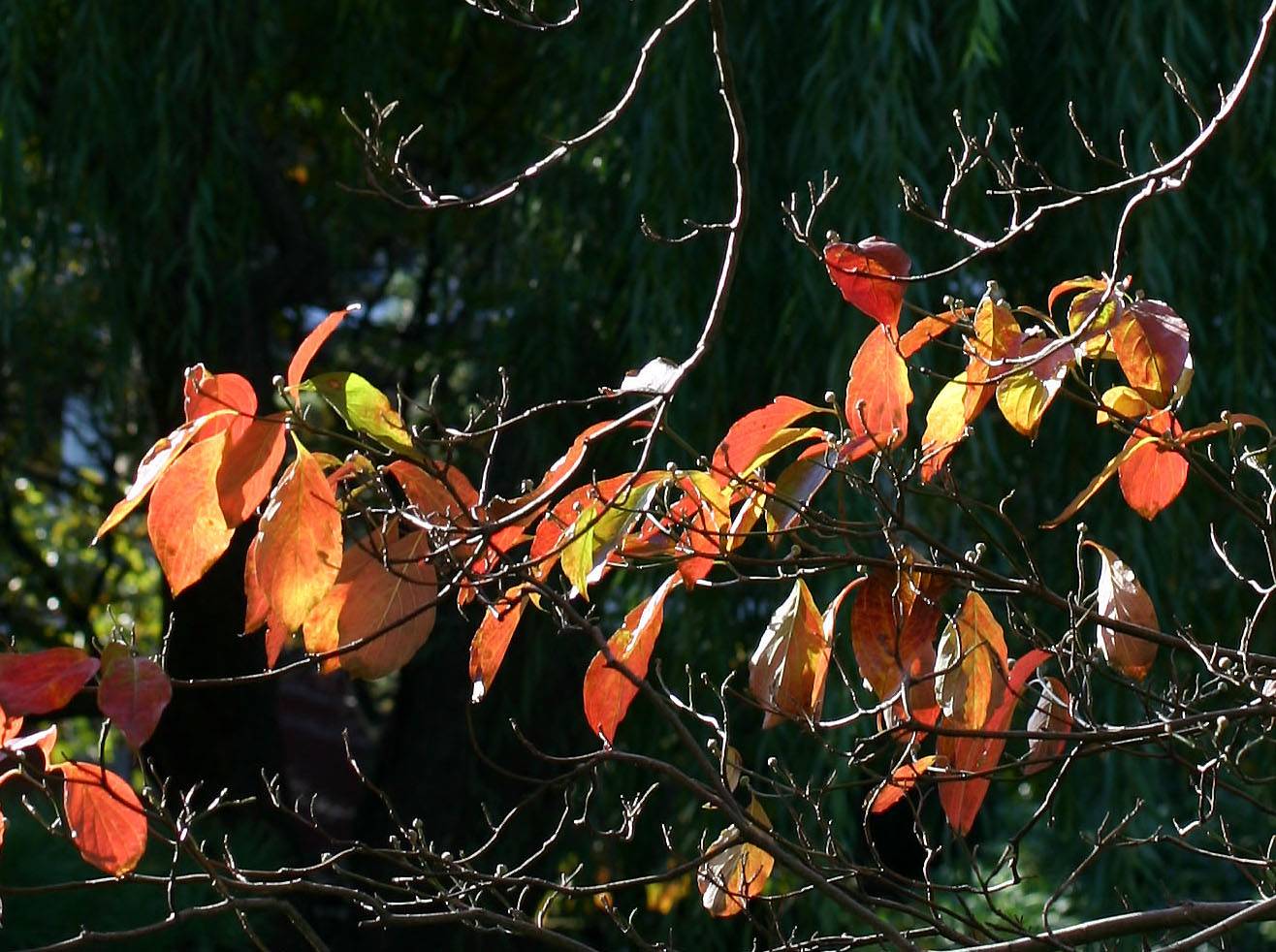 Dogwood Foliage