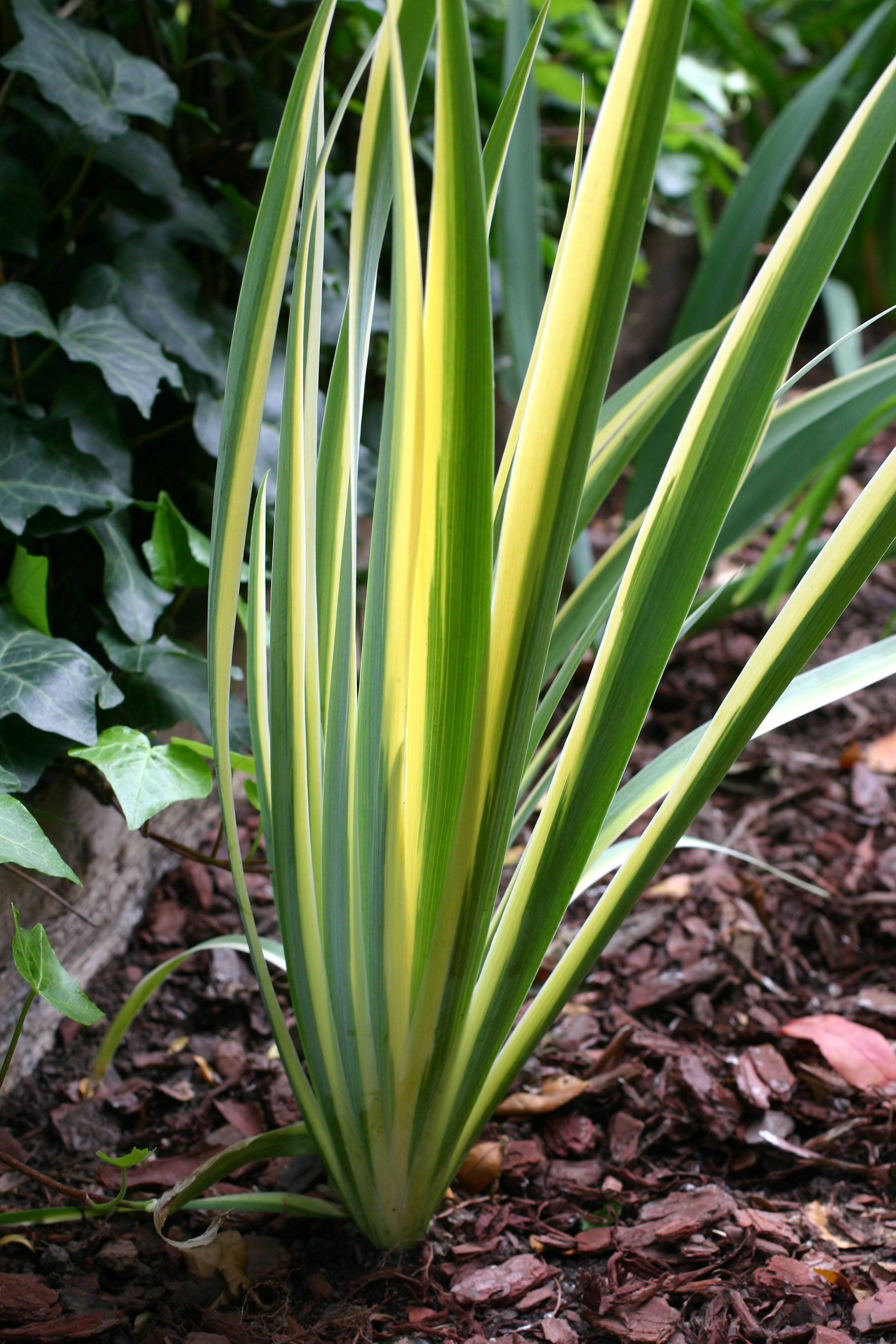 Variegated Iris Foliage