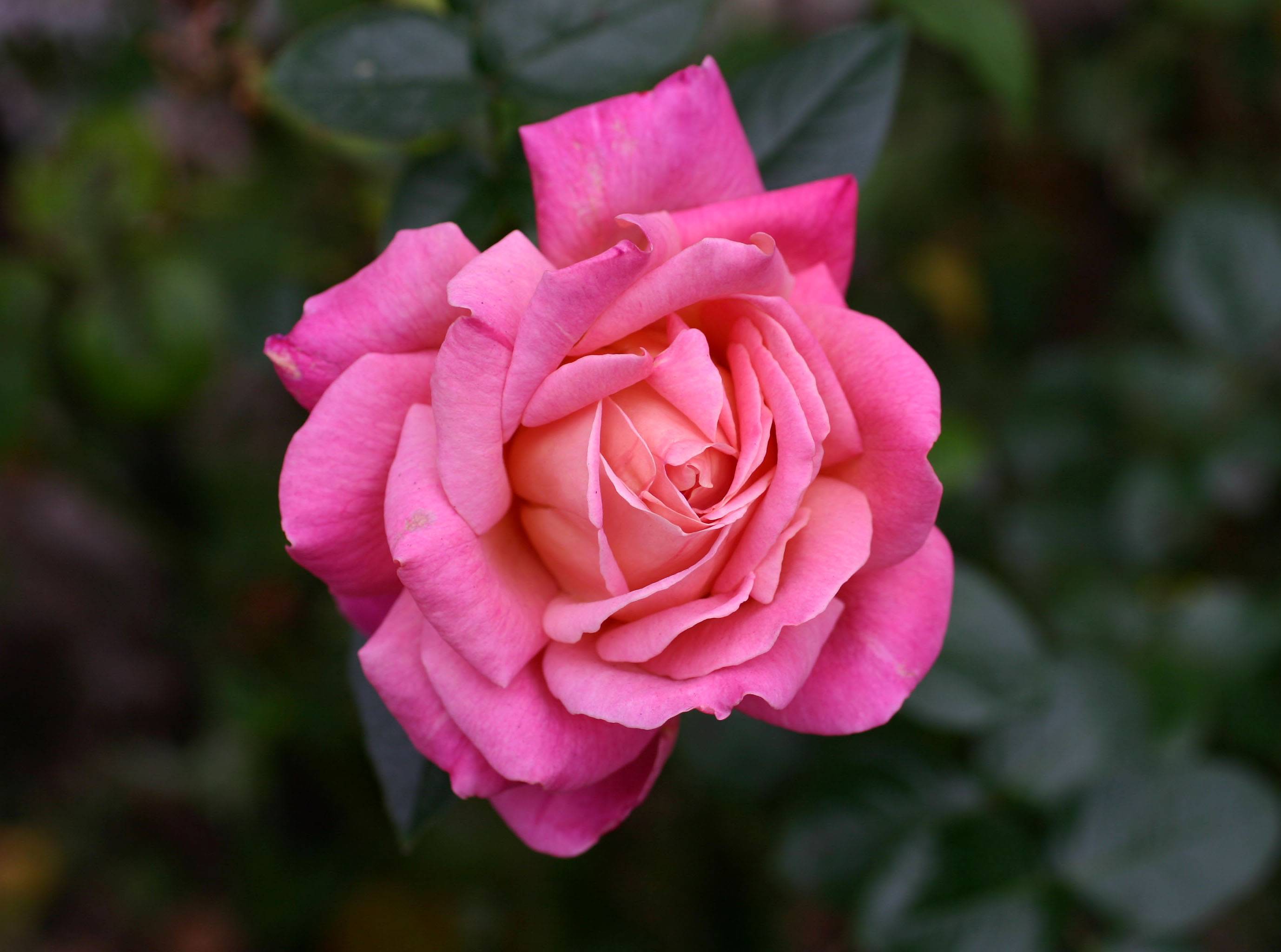 Chicago Peace Rose