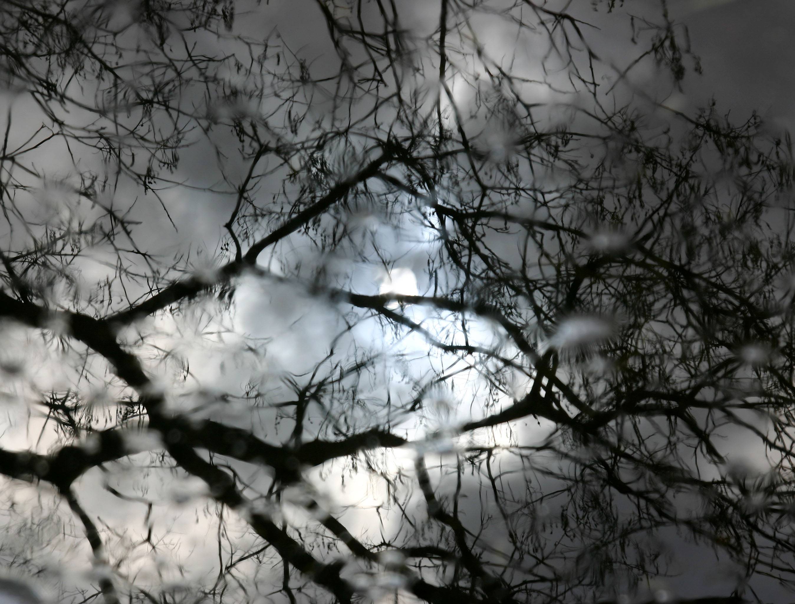 Sun & Tree Reflections in a Puddle