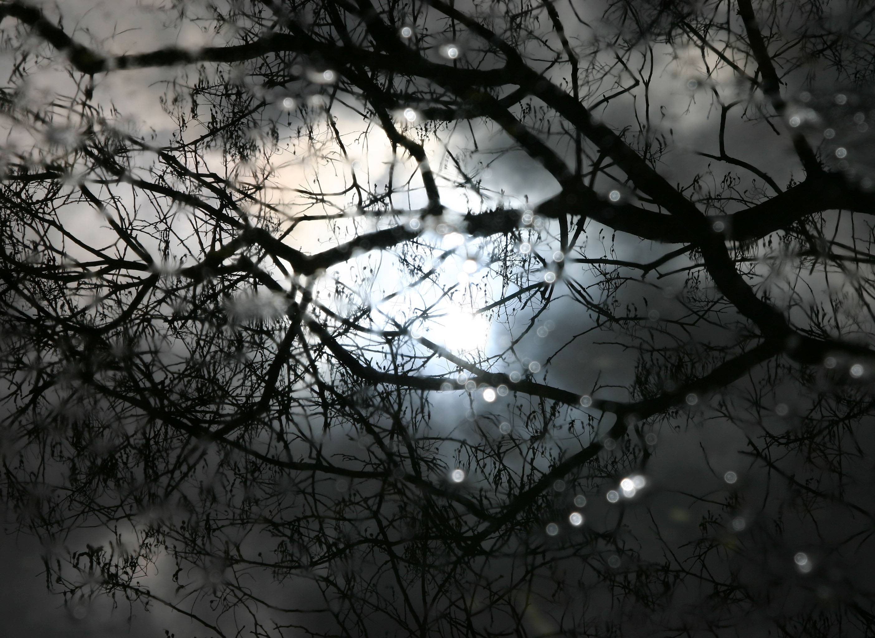 Starlight in a Puddle of Water