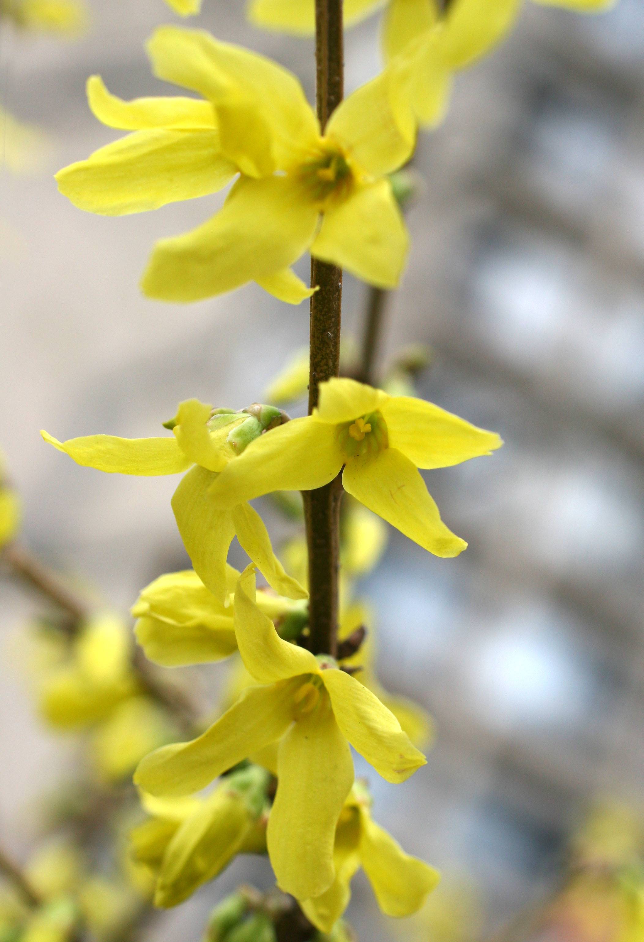 Forsythia