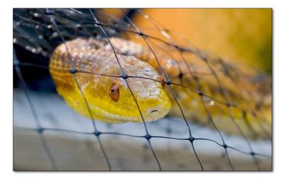 Yellow  Rat Snake