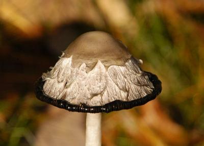 DSC_7165.jpg