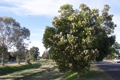 Eucalyptus in flower