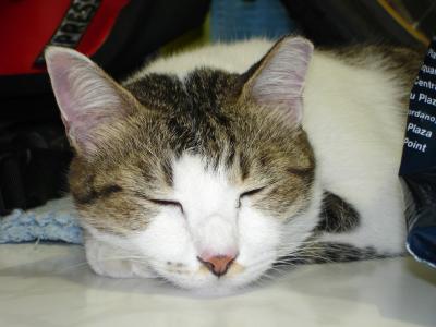 sleeping