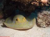 Blue Spotted Stingray