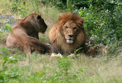 Bronx Zoo: Lions