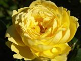 Yellow Rose