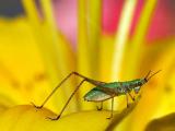 Juvenile Grasshopper II (crop)