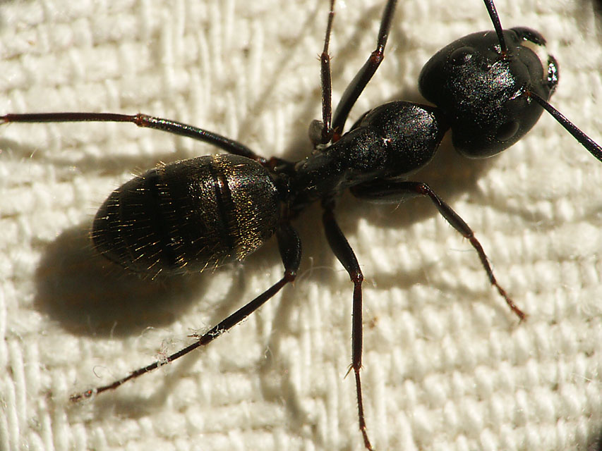 Carpenter Ant