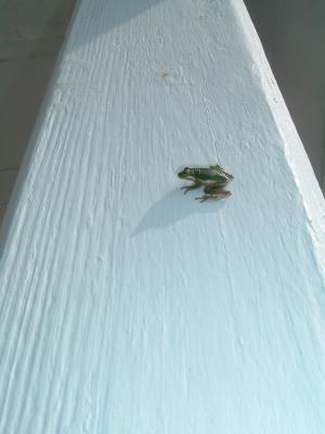 obx_32 - Silly But Cute - Tree Frog on Wall of Light Keeper's Quarters