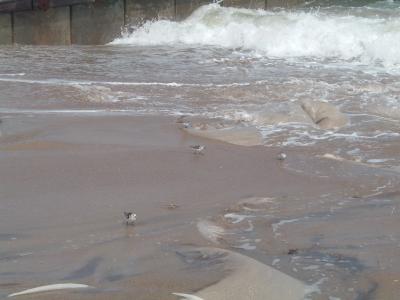 obx_43 - Atlantic Ocean at Cape Hatteras - Love These Little Birdies!