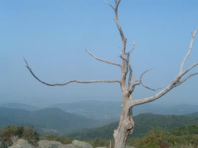 snp_38