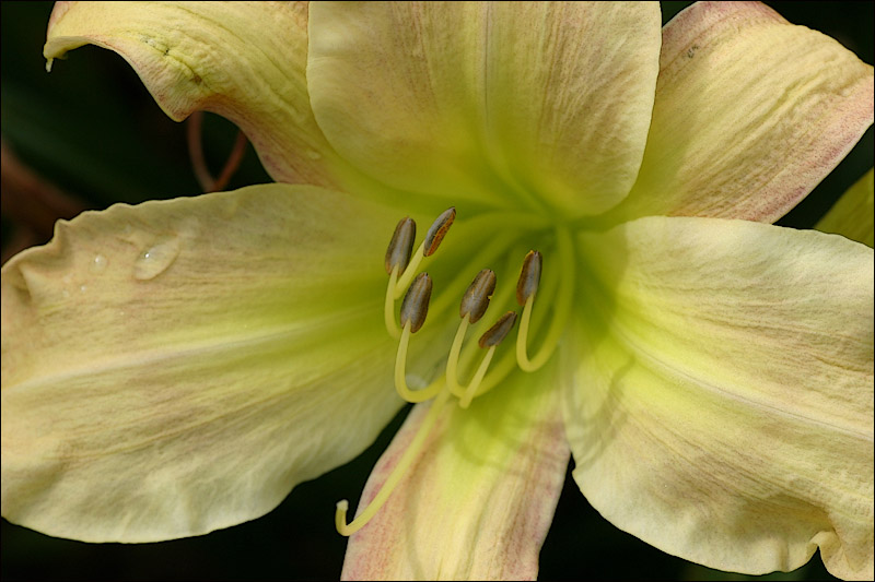 Yellow Lilly