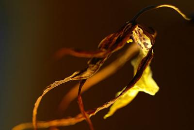 u48/j_harvey/medium/36930211.DSC_2852psdeadorchid.jpg