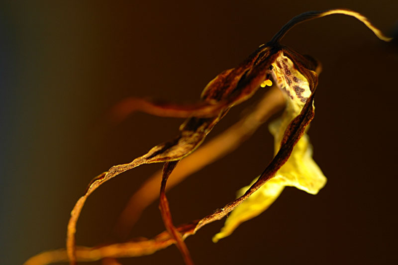 DSC_2852ps orchid.jpg