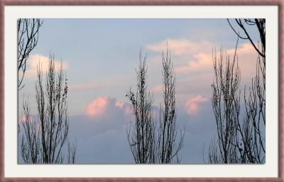 Tree Tops
