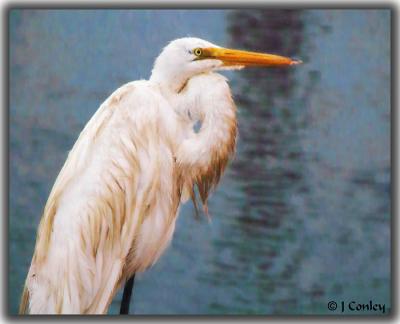 Egret-in-the-Rain.jpg