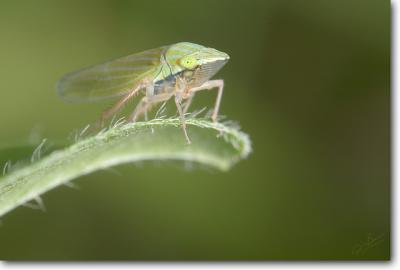 Leafhopper (Draeculacephala sp.?)