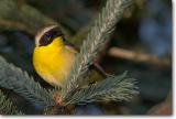 <!-- CRW_1575.jpg -->Common Yellowthroat