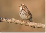 <!-- CRW_0212.jpg -->Song Sparrow