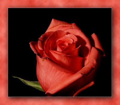 u48/jdanderson/medium/36991339.0804RedRoseDPCon.jpg