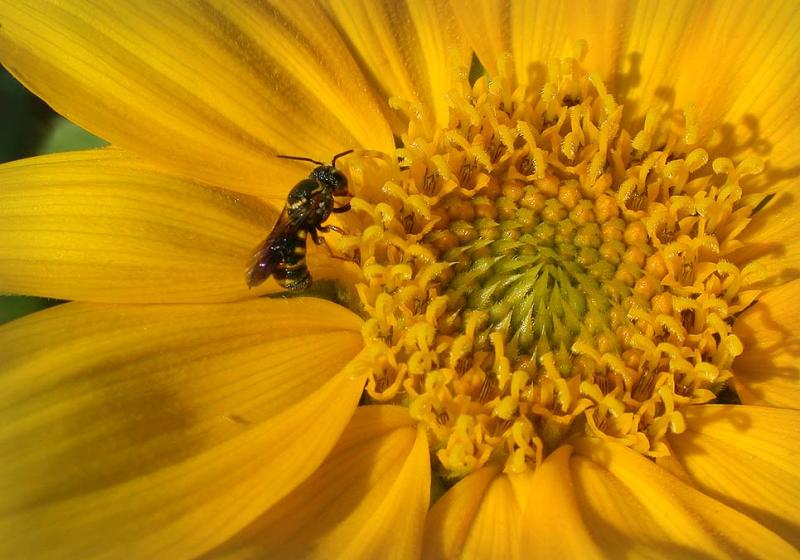bee in sunflower 2.jpg