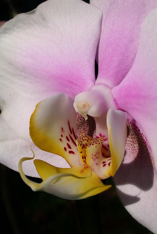 White and purple Phal 1.jpg