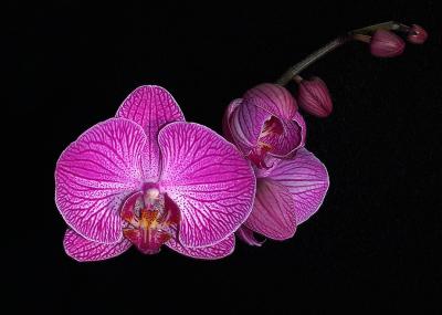 purple orchid 1.jpg