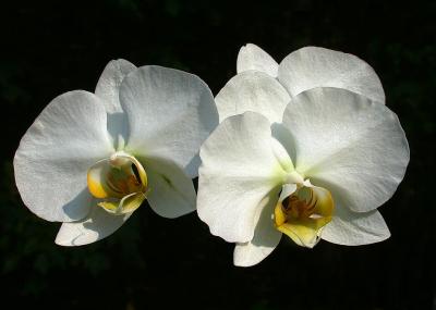 white orchid 3.jpg