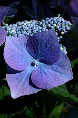 Blue Hydrangea 1.jpg