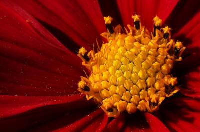 flowers in the flower.jpg