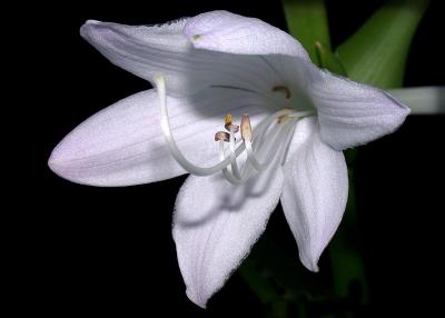 hosta 1.jpg