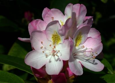 rhodedendron pink 1.jpg