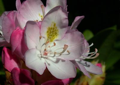 rhodedendron pink 3.jpg