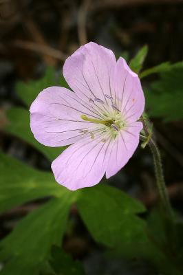 u48/jeffdinpa/medium/36440693.wildgeranium1s.jpg