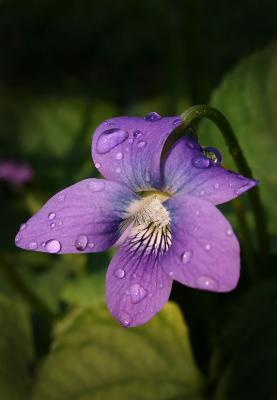 wild violet rained 2s copy.jpg